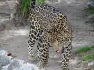 Save Jaguar !