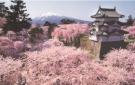 桜 Сакура в цвету или круиз вокруг Страны Восходящего Солнца  日本国